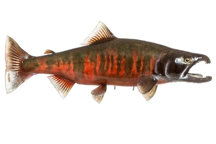 Чавыча форель лосось