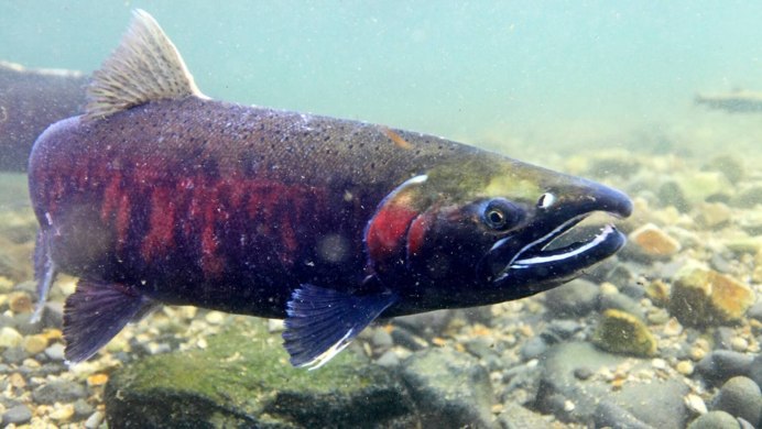 Чавыча на Сахалине