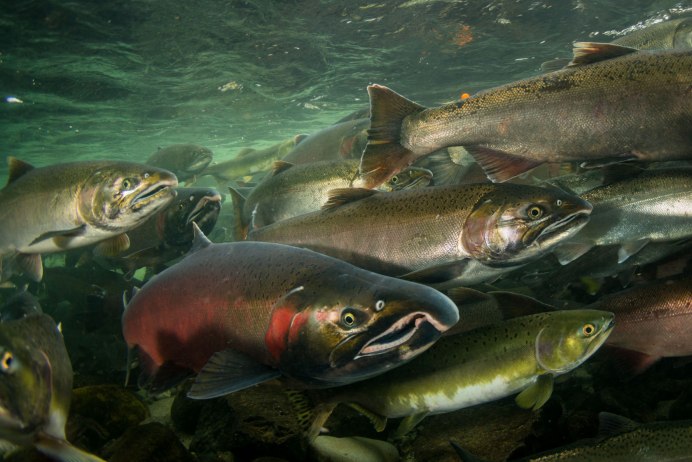 Кижуч и чавыча