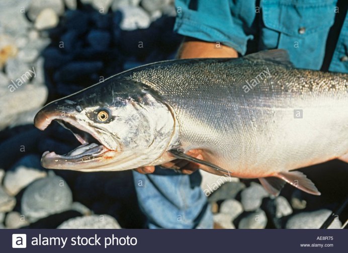 Нерест лосося на Сахалине