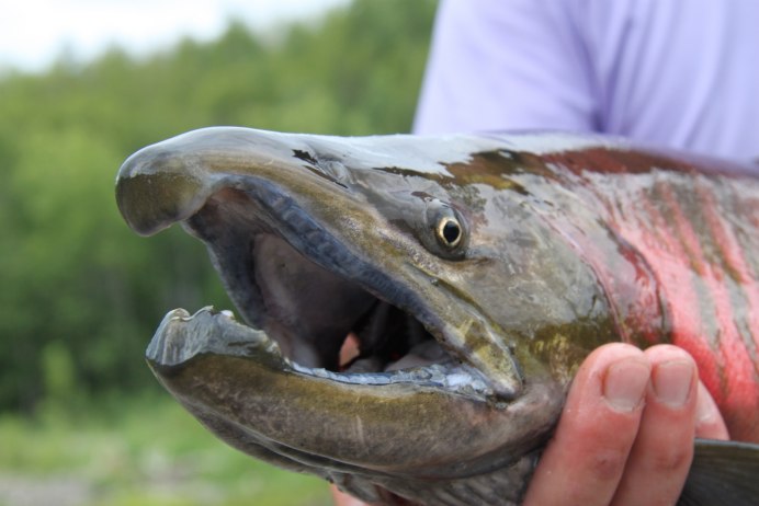 Кижуч Тихоокеанский рыба