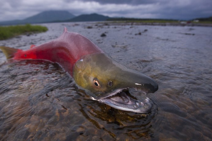 Рыба горбуша