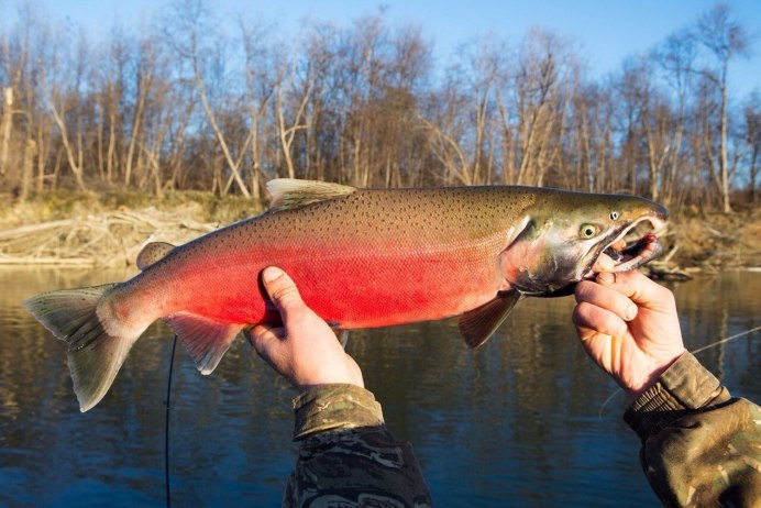 Нерест лосося на Аляске
