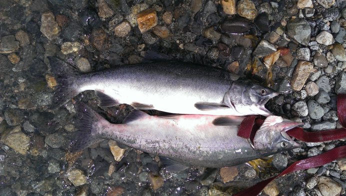 Форель голец