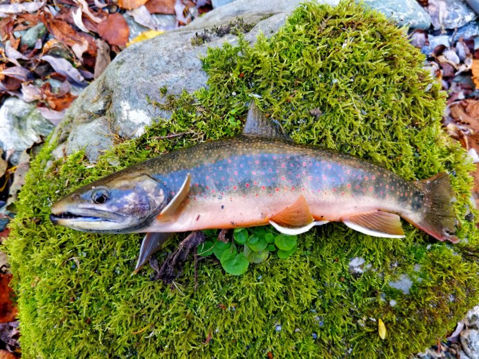 Чавыча Речная