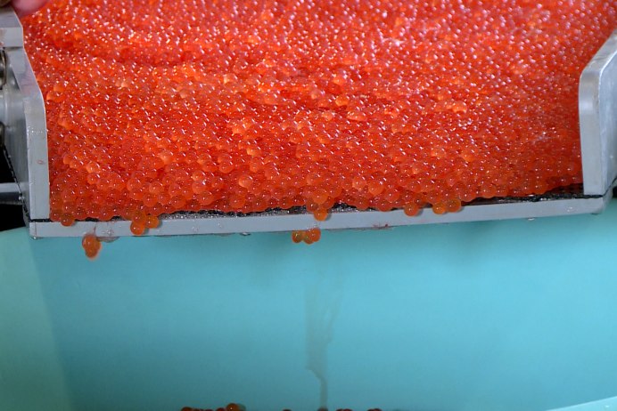 Кижуч и чавыча