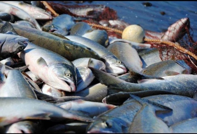 Рыбная промышленность Сахалина