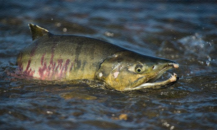 Не хочу лосося