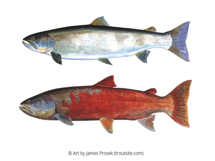 Сима рыба нерест Сахалин