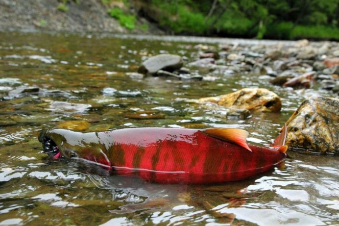 Рыба Охотского моря горбуша