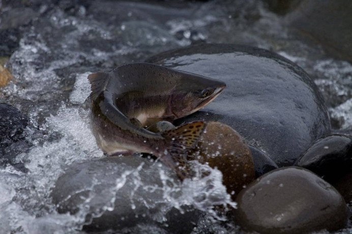 Аляскинский лосось