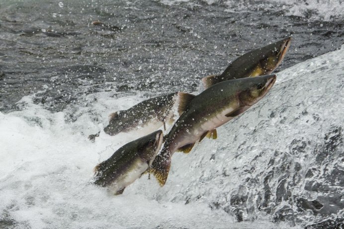 Кижуч (Oncorhynchus kisutch)