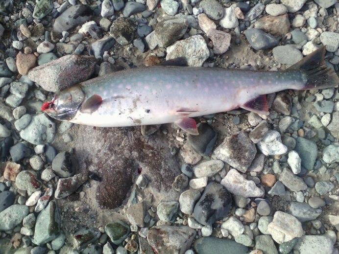 Ручьевая форель пеструшка