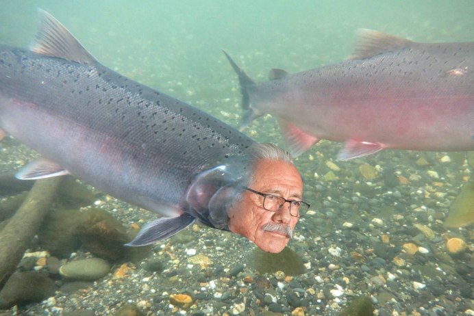 Горбуша (Oncorhynchus gorbuscha)