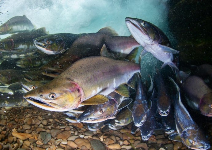 Рыба Соломон