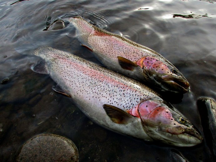 Нерест горбуши на Сахалине