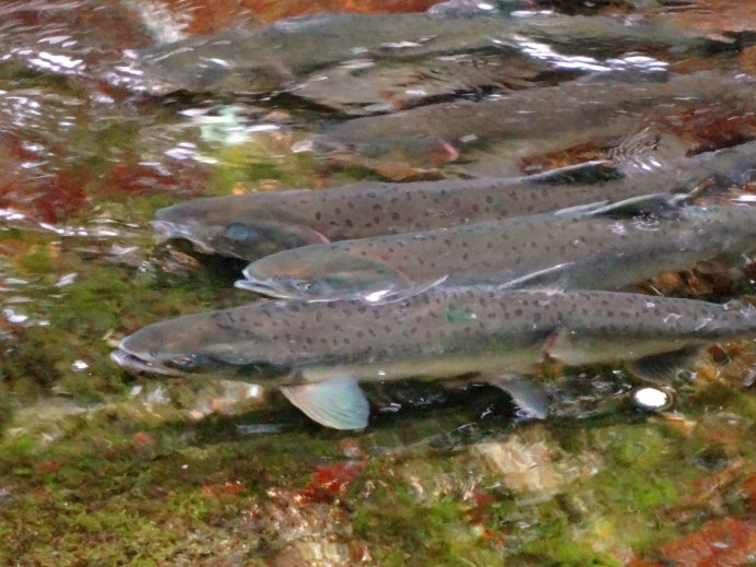 Горбуша рыба Живая