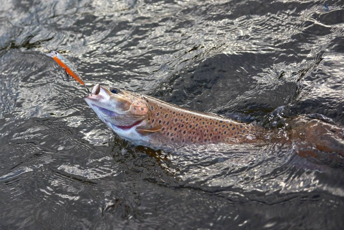 Лосось чавыча