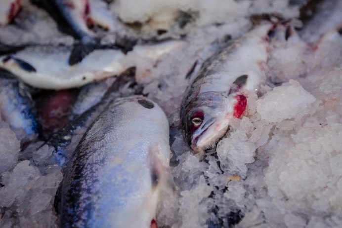 Чавыча Oncorhynchus tshawytscha