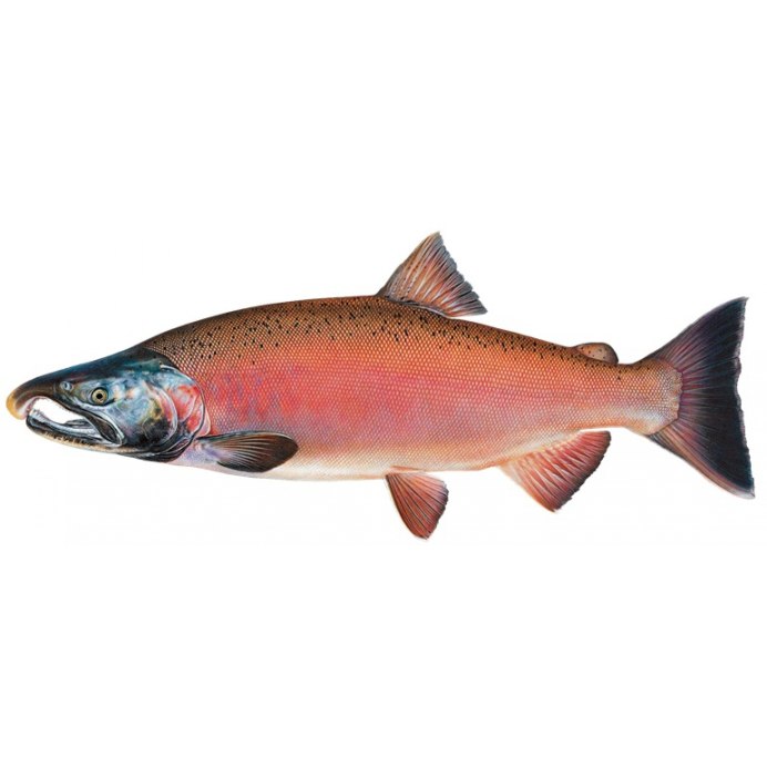 Нерка Тихоокеанская