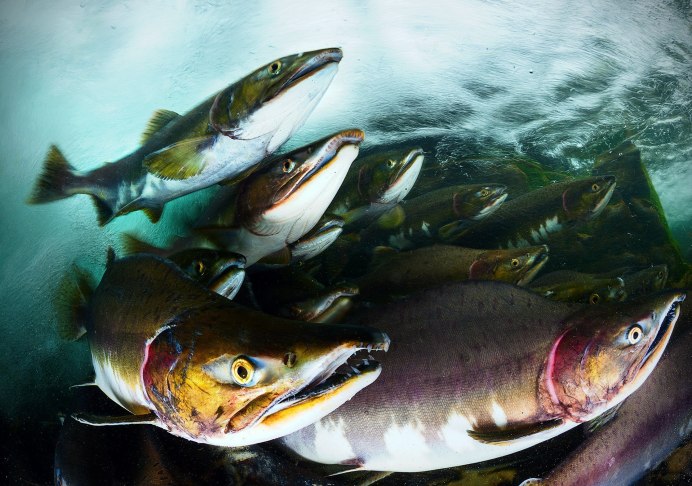 Таймень Байкальский