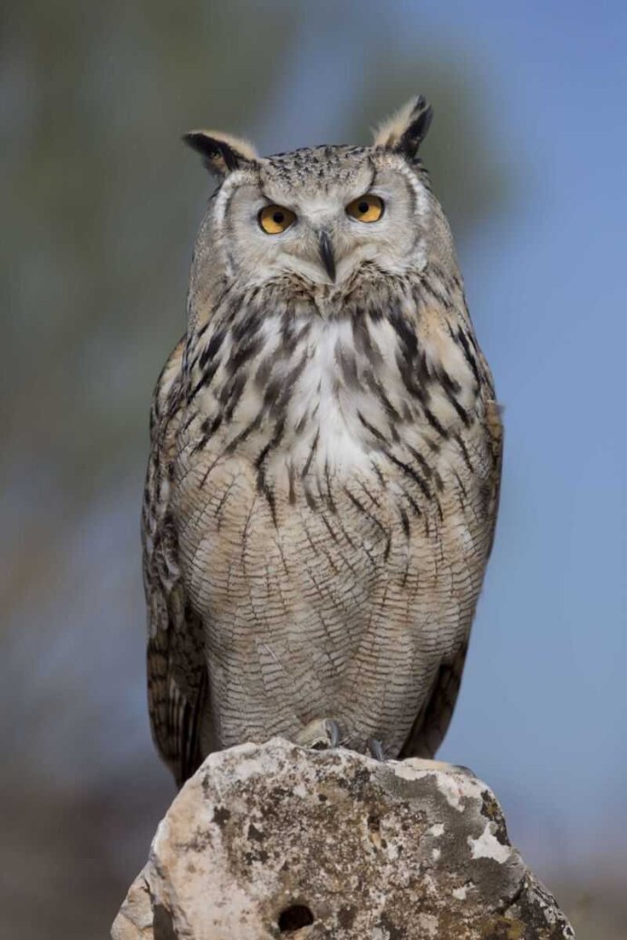 Филин обыкновенный (Bubo Bubo)