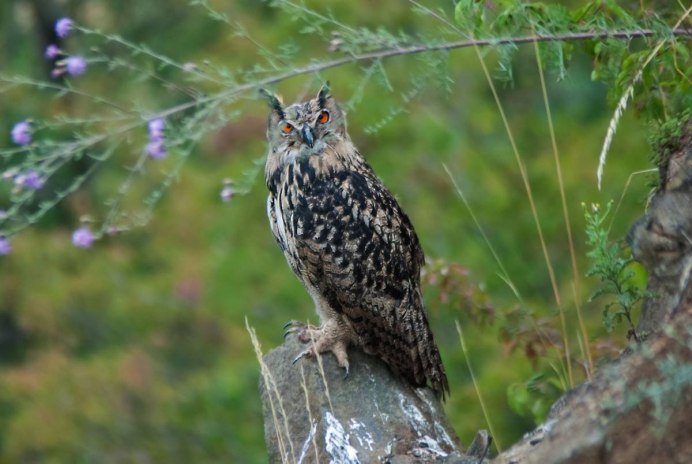 Филин обыкновенный (Bubo Bubo)