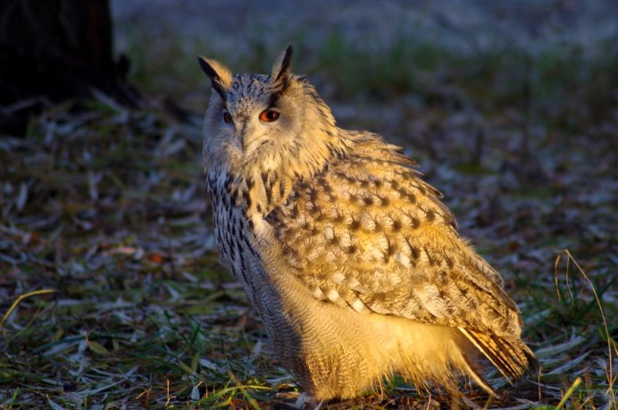 Обыкновенный Фи́лин ( Bubo Bubo)