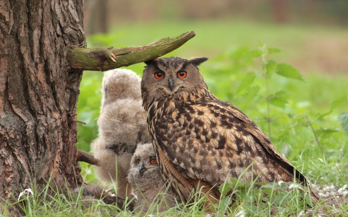 Филин Bubo Bubo