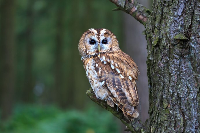 Филин обыкновенный (Bubo Bubo)