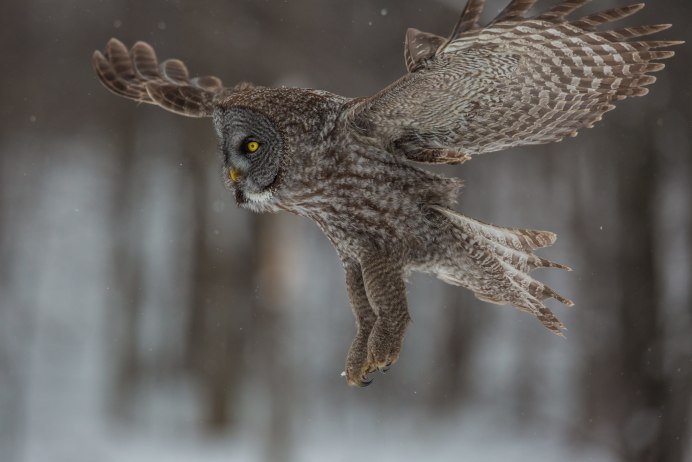 Филин Bubo Bubo