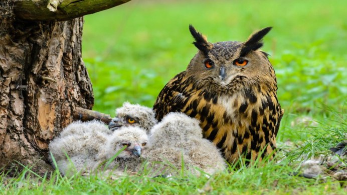 Сплюшка Otus SCOPS