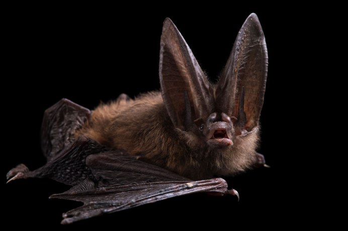 Scymnus auritus