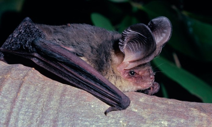 Трехцветная ночница Myotis emarginatus