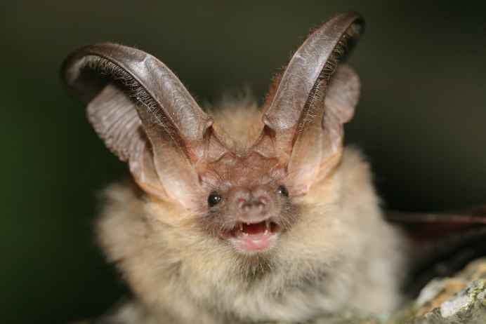 Ушан бурый – Plecotus auritus