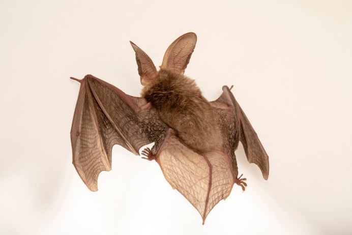 Ушан бурый – Plecotus auritus