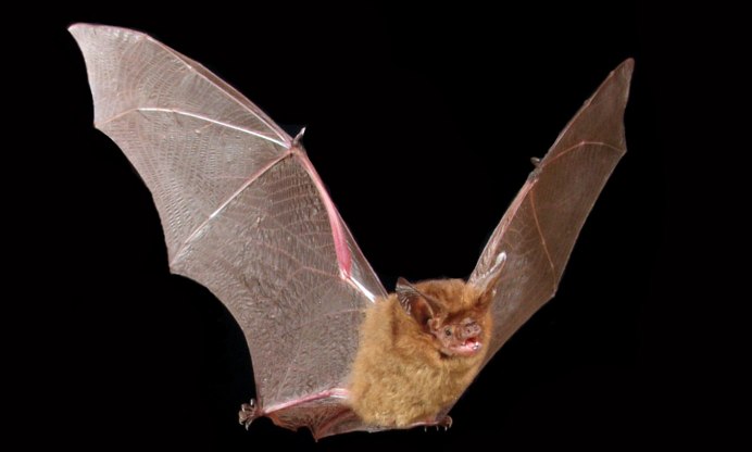 Ушан бурый (лат. Plecotus auritus)