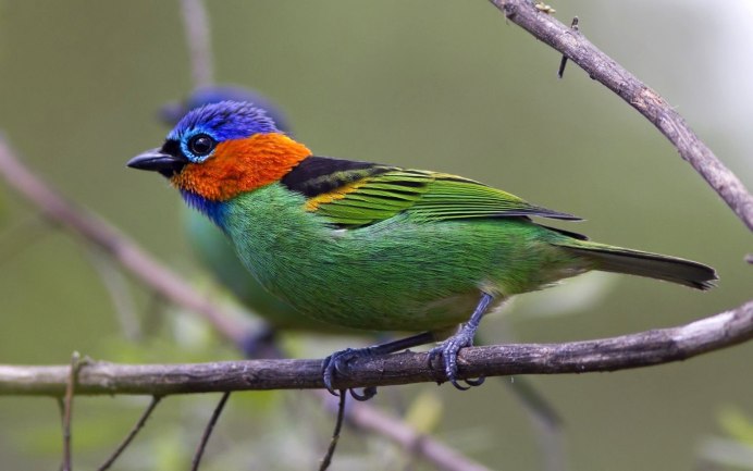 Расписной овсянковый Кардинал