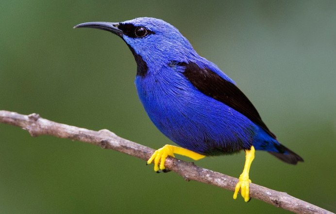 Иволга птица