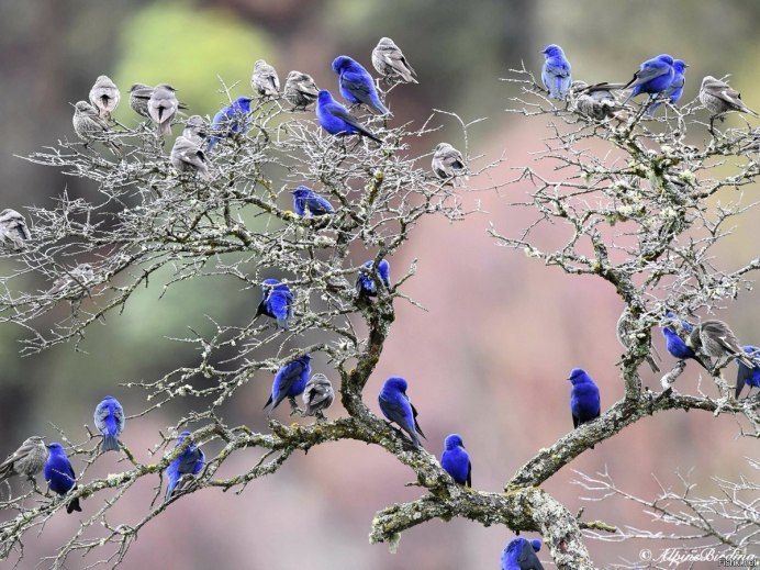 Красная Талка птица