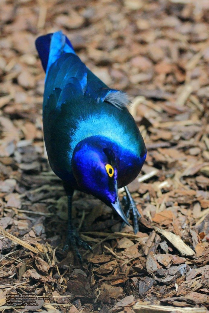 Красная пиранга