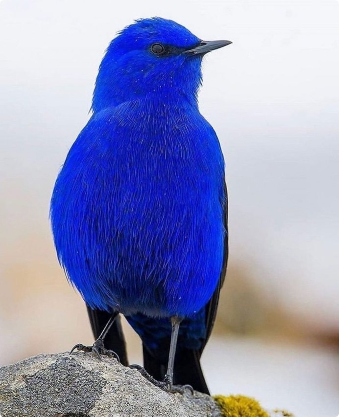 Виргинский красный Кардинал