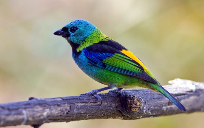 Зелёный САИ птица танагровых