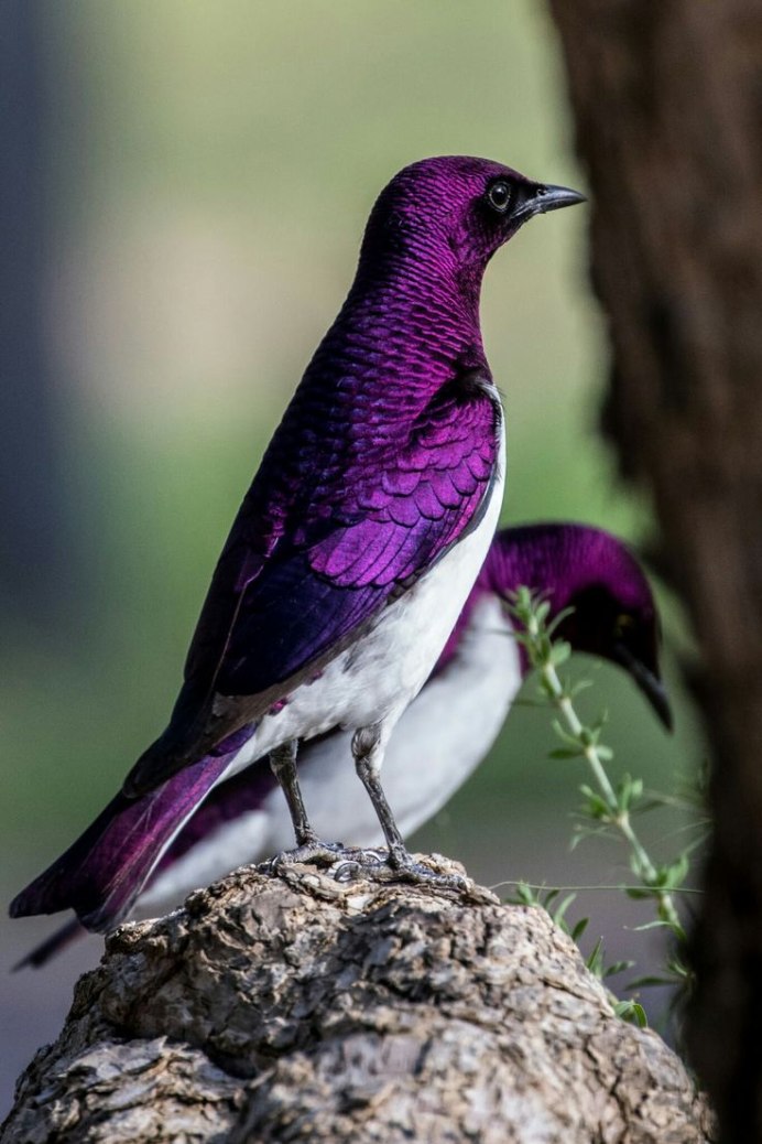 Ямайский Тоди