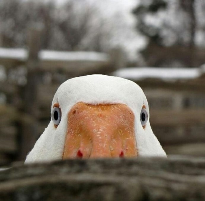 УГАРНЫЙ Гусь
