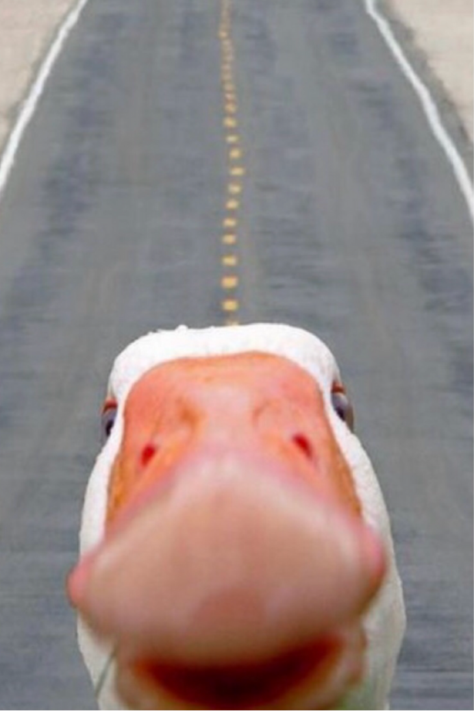 Клюв гуся