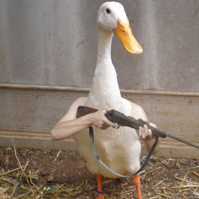 Удивленная утка
