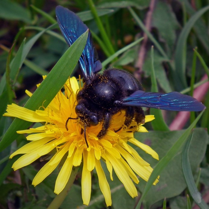 Шмель-плотник фиолетовый( Xylocopa violacea )