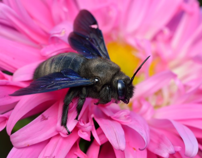 Пчела-плотник обыкновенная (Xylocopa Valga)