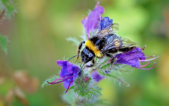 Шмель-плотник фиолетовый( Xylocopa violacea )